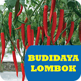 Budidaya Lombok Unggul icon