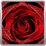 Cover Image of डाउनलोड Red Rose Live Wallpaper 22.0 APK