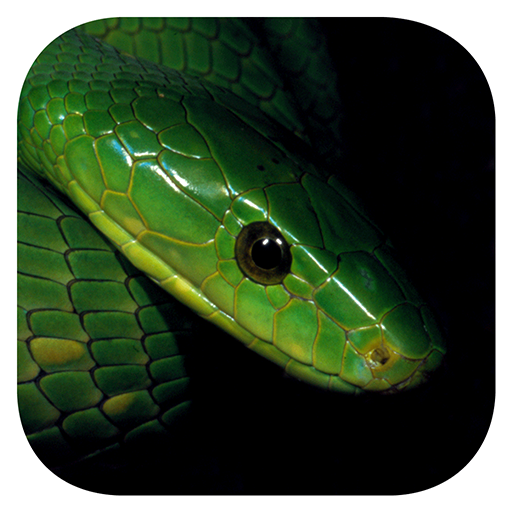 eSnakes Southern Africa 1.0.6 Icon