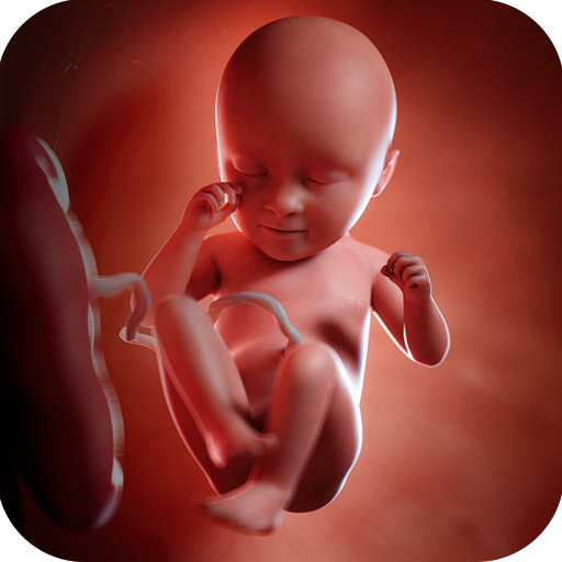 تطبيق الحمل: تتبع نمو الجنين