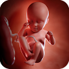 Pregnancy App: Fetus Growth icon