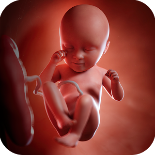 Pregnancy App: Fetus Growth