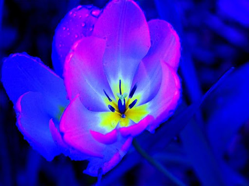 Pictures of Flowers App Screenshot