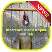 Masteran Kicau Kapas Tembak