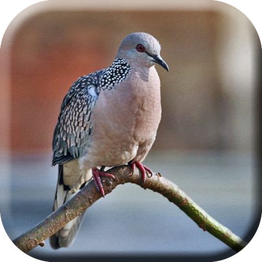 Suara Pikat Burung Tekukur Mp3 logo