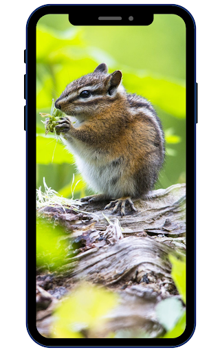 Chipmunk Wallpaper Screen 3