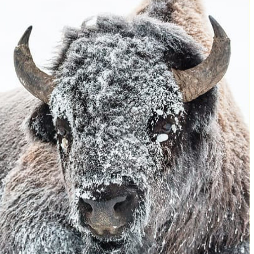 Bison Wallpaper logo