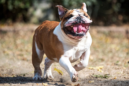 English bulldog wallpapers