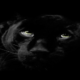 Black Panther Live Wallpaper icon