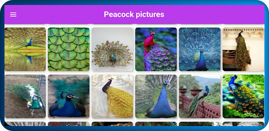 Peacock wallpapersخلفيات طاووس