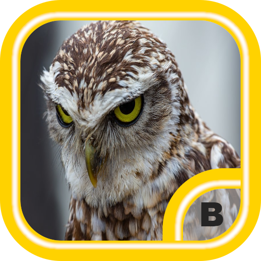 Awesome Owl Wallpapers HD