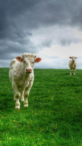 Android application Cow Wallpaper screenshort