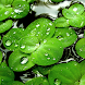 Green Leaf Live Wallpaper - Androidアプリ