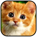 Cover Image of Download Cat Wallpaper Offline 1.0 APK