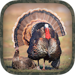 Cover Image of Download Turkey Hunting Calls  APK