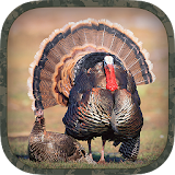 Turkey Hunting Calls icon