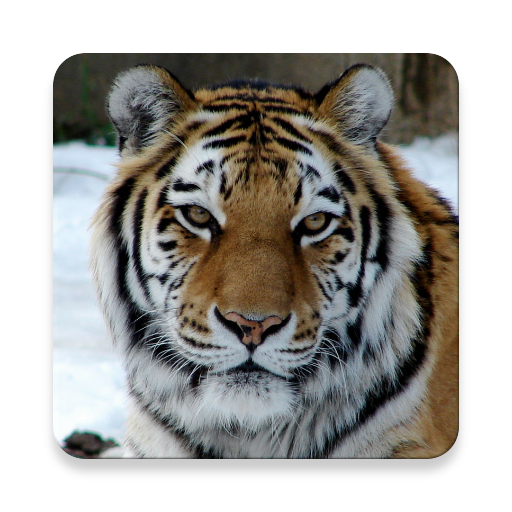 Big cats logo