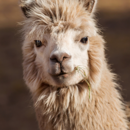 Llama sounds logo