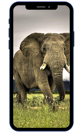 Android application Wild Animal Wallpaper 4K screenshort