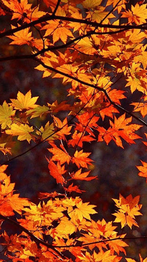 Autumn Live Wallpaper