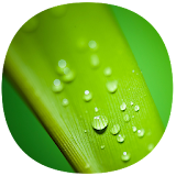 Green Dew - Best Theme icon