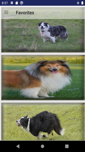 Android application collie dog wallpaper screenshort