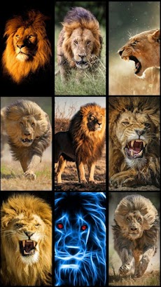 Lion Wallpaperのおすすめ画像3