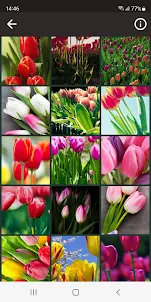 Tulips HD wallpaper