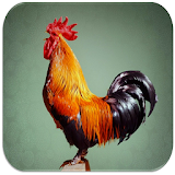 Rooster sounds icon