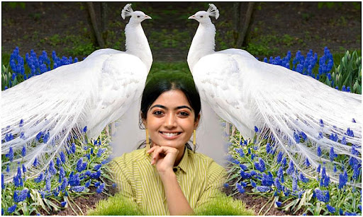 Beautiful Peacock Photo Frames