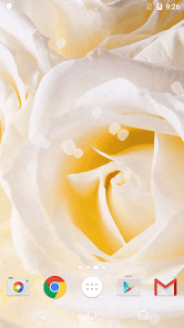 Captura de Pantalla 22 Rosas Blancas Fondo Pantalla android