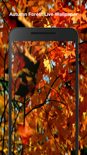 Autumn Forest Live Wallpaper