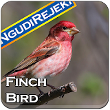 Finch Bird Singing Ringtones icon