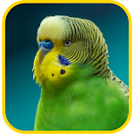 Cover Image of Скачать Budgie Wallpapers  APK
