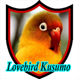 Master Kicau Lovebird Kusumo icon
