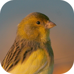 Icon image Canary Bird Belgian Corners