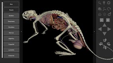 3D Rat Anatomyのおすすめ画像2