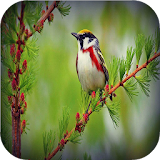 Birds wallpapers icon