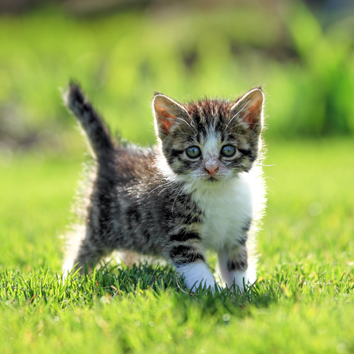 Cute Cat Wallpaper - Apps on Google Play