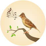 Horsfield's bush lark Birdsong icon