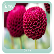 Dahlia  Icon