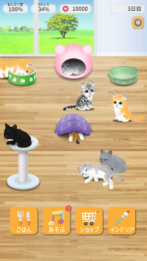 Cat Pet Screen 2