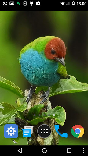 colourful birds wallpaper Screen 2
