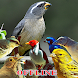 Canto de Pássaros Brasileiros - Androidアプリ