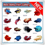 Best Betta Fish Gallery icon