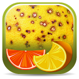 Citrus Diseases Key icon