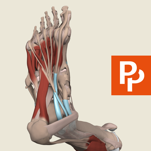 Leg and Foot: 3D RT - Sub 3.5.40 Icon