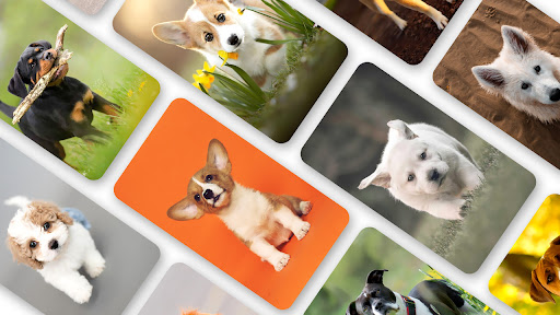 Android application Dog Wallpaper 2023 screenshort