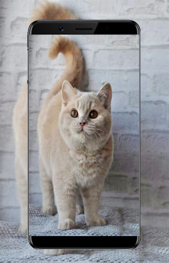 Kitten Wallpapers Screen 3