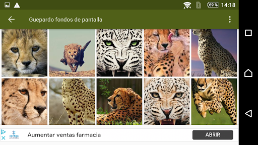 Guepardos fondos de pantalla y wallpaper HD